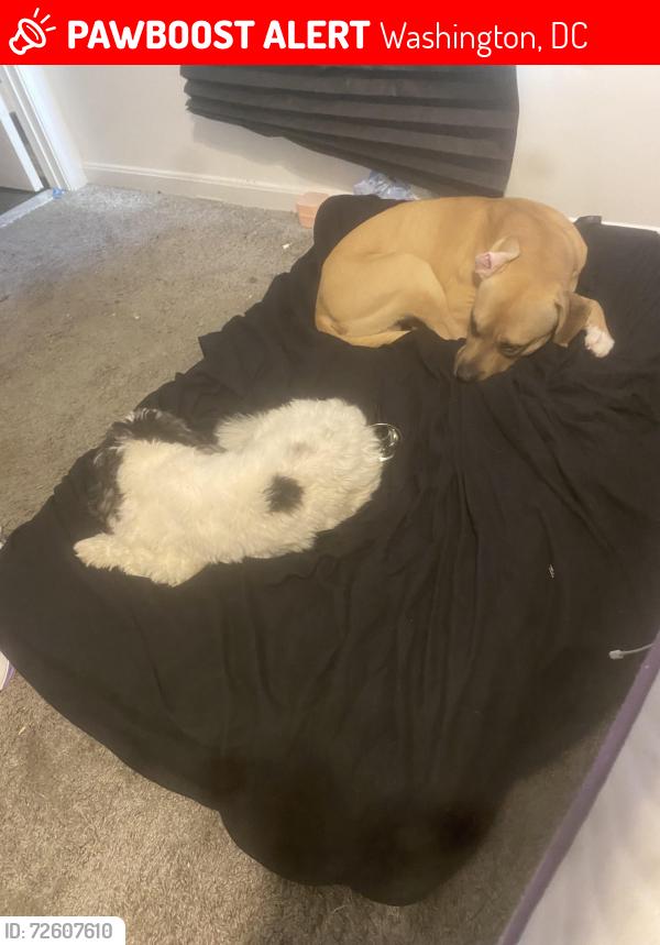 Lost Male Dog last seen Stanton Rd and Bruce Pl, Washington, DC 20020