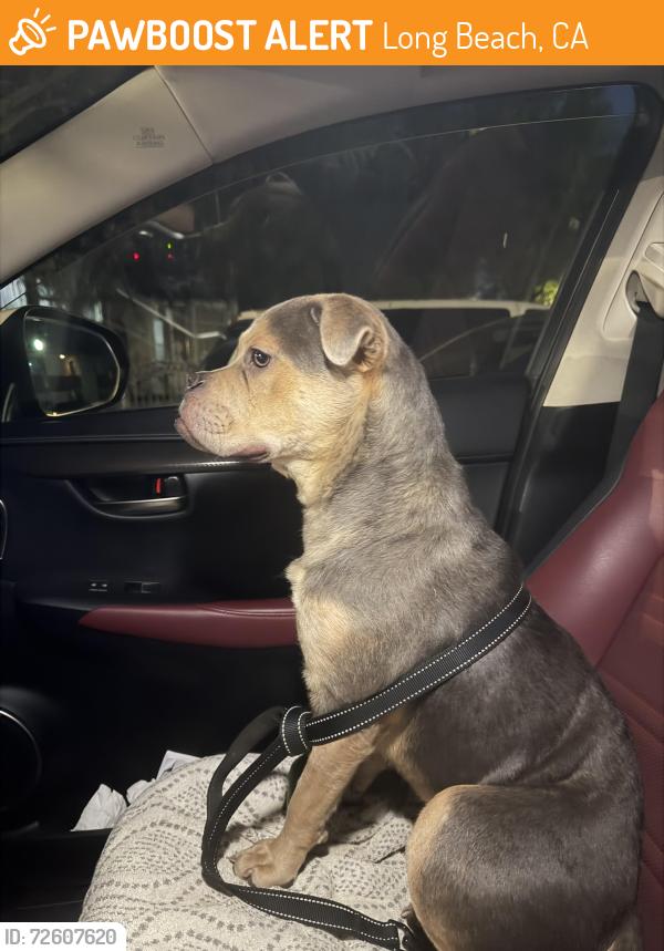 Found/Stray Male Dog last seen Cedar and 10th, Long Beach, CA 90831