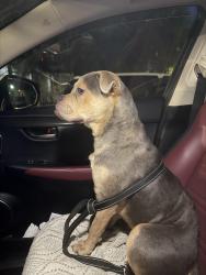 Found/Stray Male Dog last seen Cedar and 10th, Long Beach, CA 90831