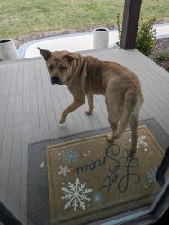 Found/Stray Unknown Dog last seen Davidson-Concord Rd and Sam Furr, Davidson, NC 28036