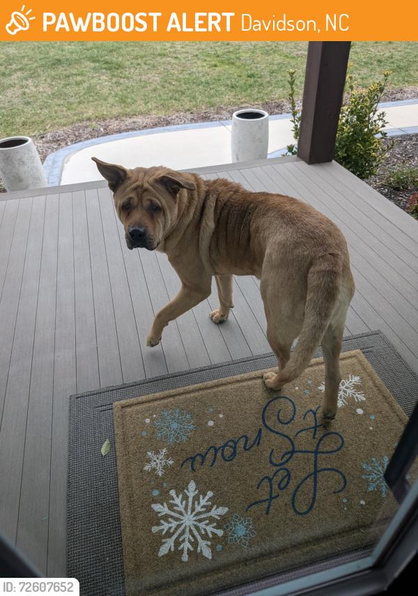 Found/Stray Unknown Dog last seen Davidson-Concord Rd and Sam Furr, Davidson, NC 28036