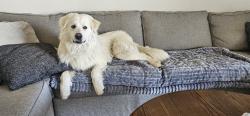 Found/Stray Male Dog last seen Near Outer Hwy 18 S, Apple Valley, CA 92307·3.7 mi, Apple Valley, CA 92307