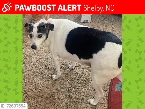 Lost Female Dog last seen Sylva drive, Shelby, NC 28152