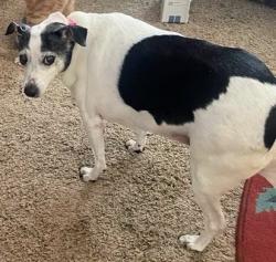 Lost Female Dog last seen Sylva drive, Shelby, NC 28152