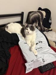 Lost Female Cat last seen 19th Ave and thunderbird , Phoenix, AZ 85023