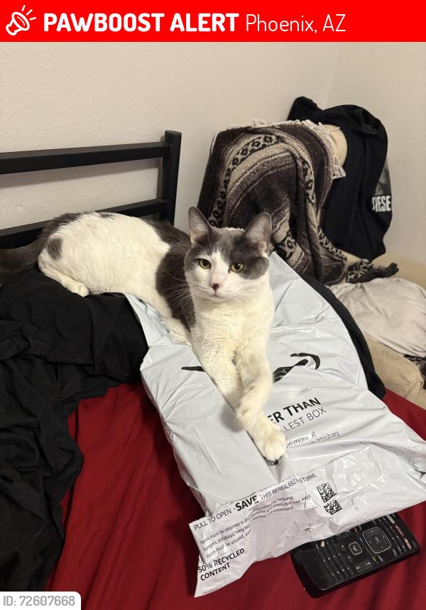 Lost Female Cat last seen 19th Ave and thunderbird , Phoenix, AZ 85023