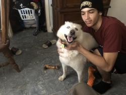 Lost Female Dog last seen Near sw 154th ct 33033 hmstd fl , Homestead, FL 33033