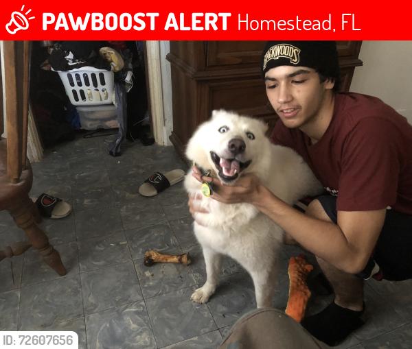 Lost Female Dog last seen Near sw 154th ct 33033 hmstd fl , Homestead, FL 33033