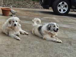 Lost Male Dog last seen Near Hwy North Patton Chapel Road, Lincoln, AL 35096