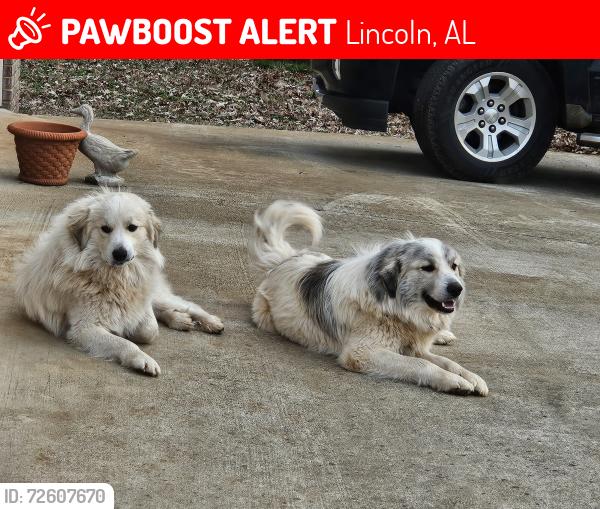 Lost Male Dog last seen Near Hwy North Patton Chapel Road, Lincoln, AL 35096