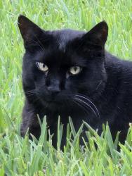 Lost Male Cat last seen Hermitage Subdivision, Pasagoula Ave, Gardener Lane, Old Hickory, Baton Rouge, LA 70810