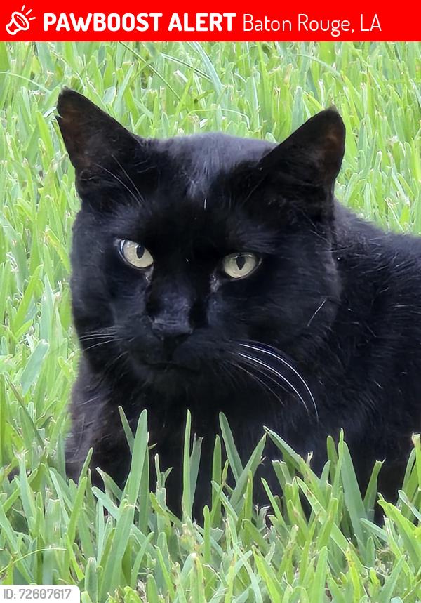 Lost Male Cat last seen Hermitage Subdivision, Pasagoula Ave, Gardener Lane, Old Hickory, Baton Rouge, LA 70810