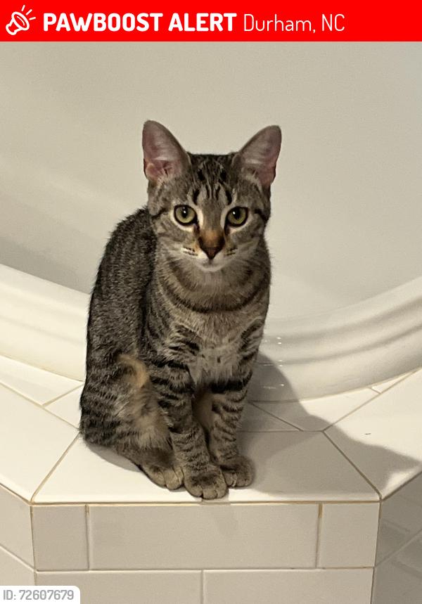 Lost Female Cat last seen Pine top place and Trailwood Drive, Durham, NC 27705