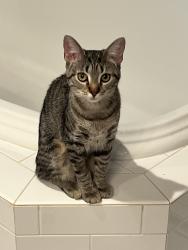 Lost Female Cat last seen Pine top place and Trailwood Drive, Durham, NC 27705