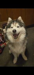 Lost Male Dog last seen Edenwald ave & strang ave, Mount Vernon, NY 10466