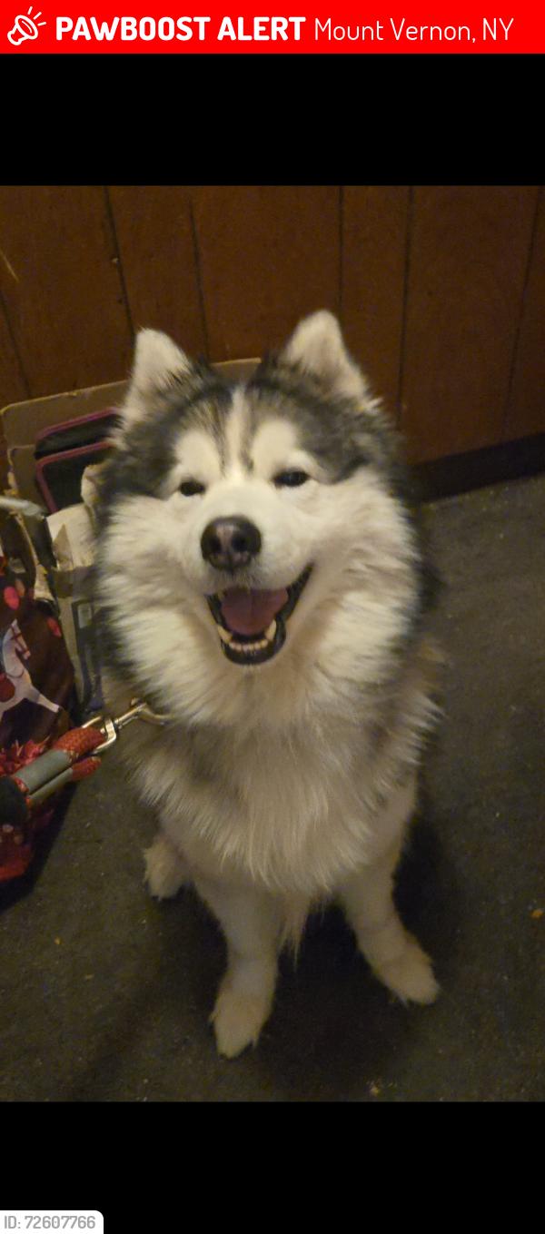 Lost Male Dog last seen Edenwald ave & strang ave, Mount Vernon, NY 10466