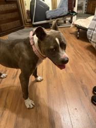 Found/Stray Female Dog last seen Choctaw and 34 th st, Choctaw, OK 73020