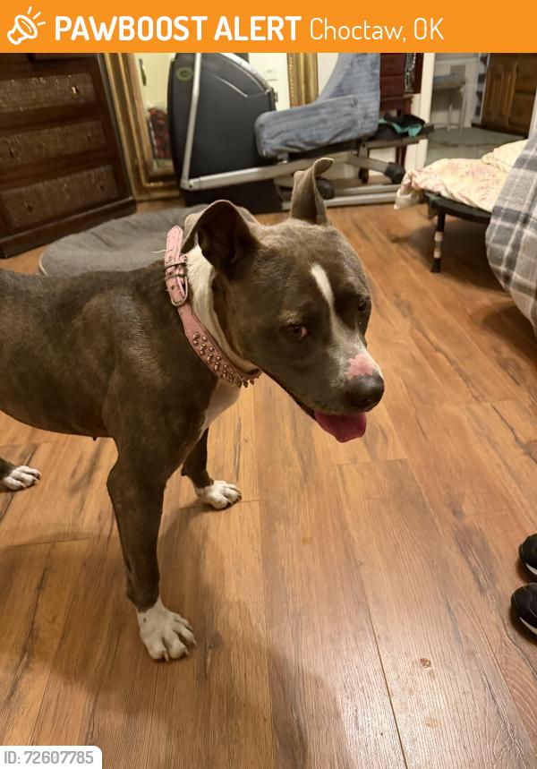Found/Stray Female Dog last seen Choctaw and 34 th st, Choctaw, OK 73020