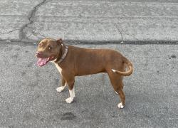 Lost Male Dog last seen Redlands and orange ave , Perris, CA 92571