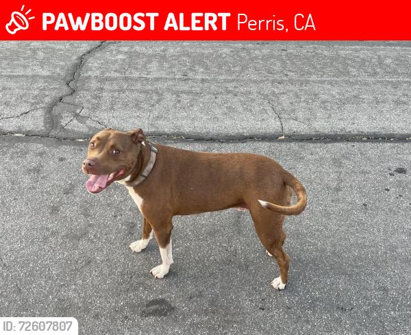 Lost Male Dog last seen Redlands and orange ave , Perris, CA 92571