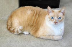 Lost Male Cat last seen Washington and Del Webb Blvd , Palm Desert, CA 92260
