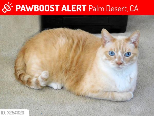 Lost Male Cat last seen Washington and Del Webb Blvd , Palm Desert, CA 92260
