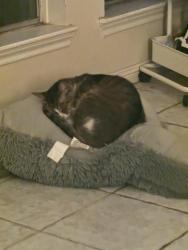 Lost Male Cat last seen Greatwood Knoll and Knoll Park., Sugar Land, TX 77479