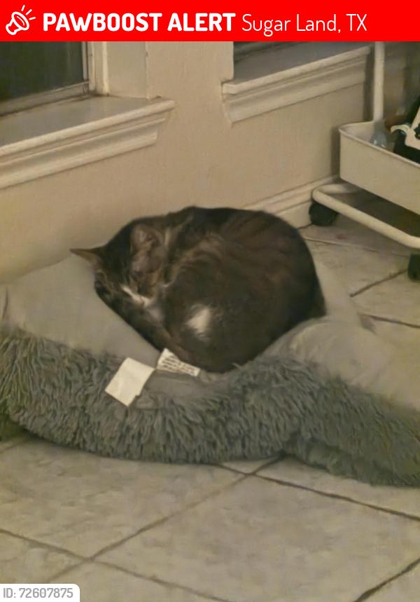Lost Male Cat last seen Greatwood Knoll and Knoll Park., Sugar Land, TX 77479