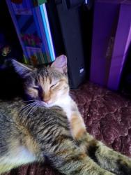 Lost Female Cat last seen Montopolis ponca, Austin, TX 78741