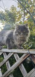 Lost Male Cat last seen Anneka Loop SE, Salem, Oregon behind Trader Joe's , Salem, OR 97302