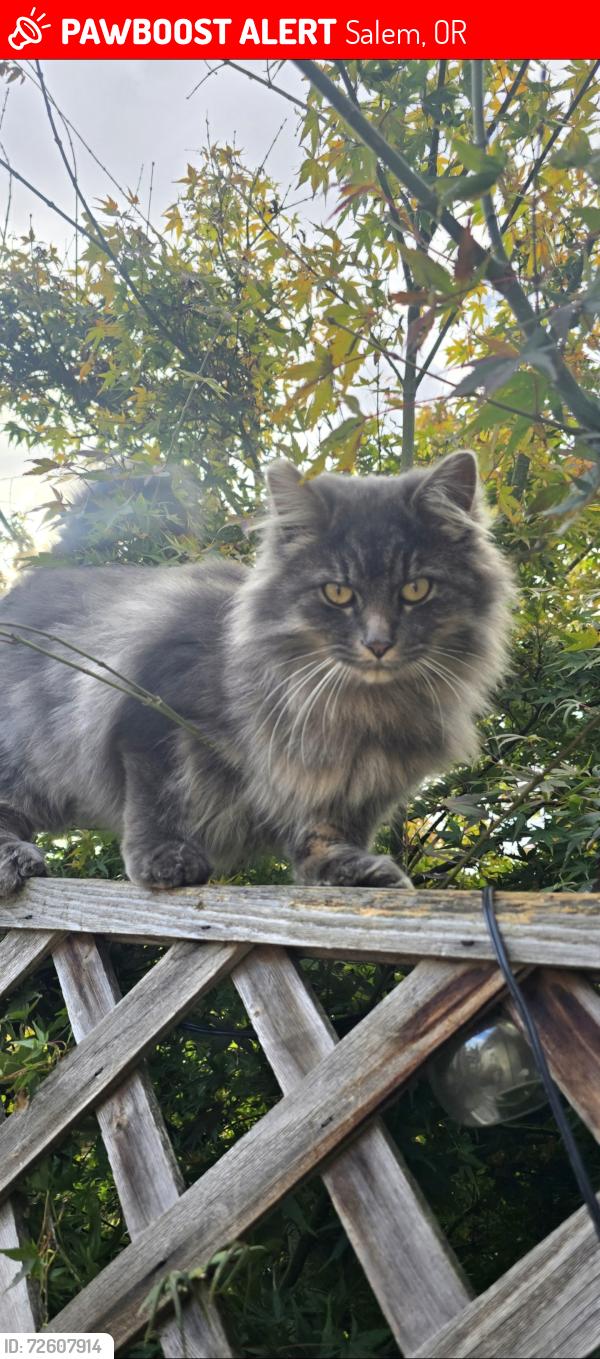 Lost Male Cat last seen Anneka Loop SE, Salem, Oregon behind Trader Joe's , Salem, OR 97302