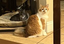 Lost Female Cat last seen Van Allen circle , Deltona, FL 32738