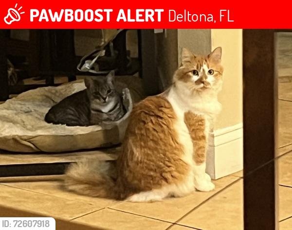 Lost Female Cat last seen Van Allen circle , Deltona, FL 32738