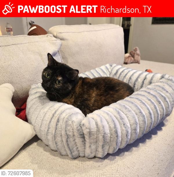 Lost Female Cat last seen Jupiter & Spring Valley, Richardson, TX 75081