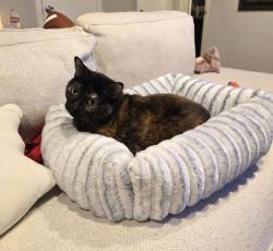 Lost Female Cat last seen Jupiter & Spring Valley, Richardson, TX 75081