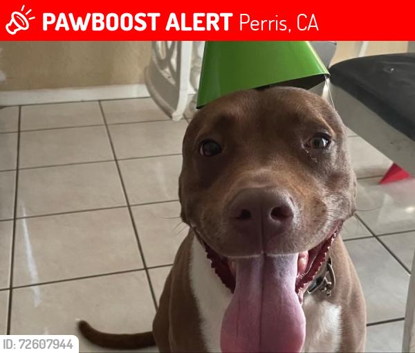 Lost Male Dog last seen Redlands and Orange ave, Perris, CA 92571
