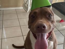 Lost Male Dog last seen Redlands and Orange ave, Perris, CA 92571