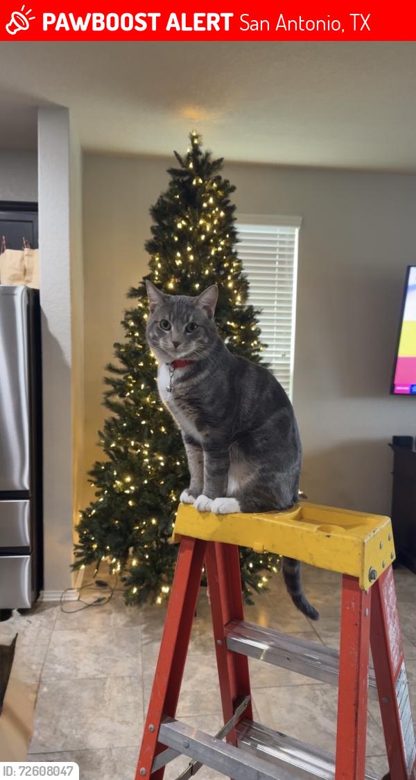 Lost Male Cat last seen RedBird Ranch , San Antonio, TX 78253