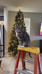 Lost Male Cat last seen RedBird Ranch , San Antonio, TX 78253