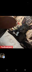 Lost Male Dog last seen Maryland  and alberta, Portland, OR 97217