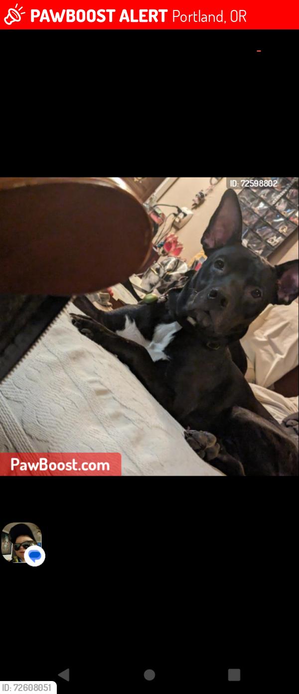 Lost Male Dog last seen Maryland  and alberta, Portland, OR 97217