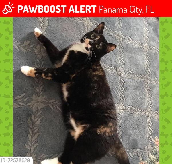 Lost Female Cat last seen Woods Lane and Sanctuary Drive, Sanctuary Beach or Bay Point Developments , Panama City, FL 32408