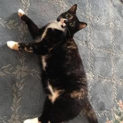 Lost Female Cat last seen Woods Lane and Sanctuary Drive, Sanctuary Beach or Bay Point Developments , Panama City, FL 32408