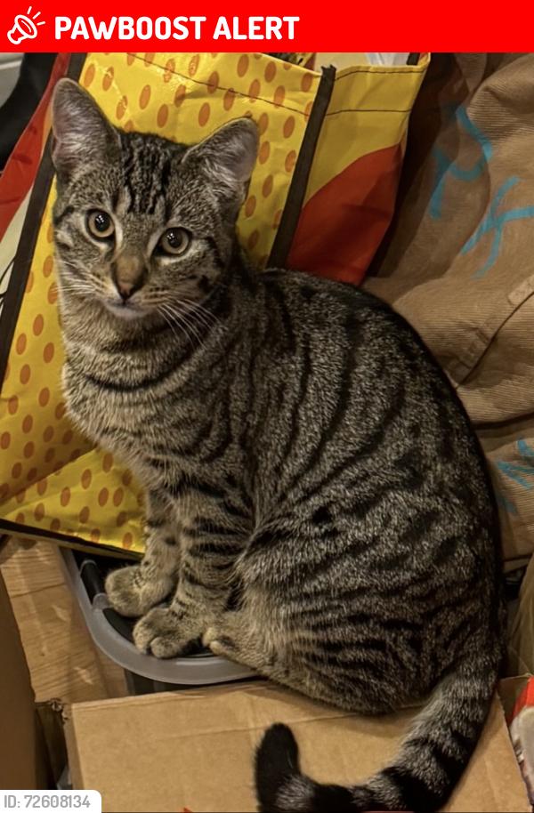Lost Male Cat last seen West Dulwich train station, Greater London, England SE21