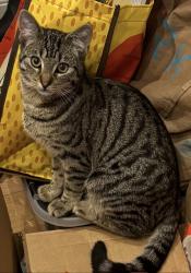 Lost Male Cat last seen West Dulwich train station , Greater London, England SE21