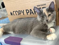 Lost Female Cat last seen Adkisson Dr NW & Paul Huff Pkwy, Cleveland, TN 37312