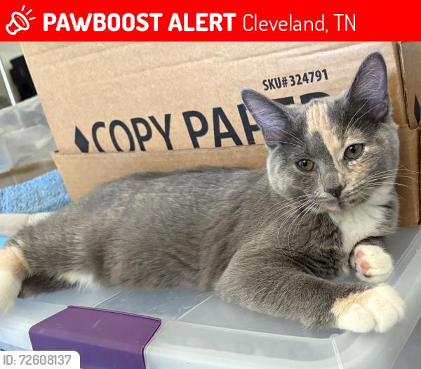 Lost Female Cat last seen Adkisson Dr NW & Paul Huff Pkwy, Cleveland, TN 37312