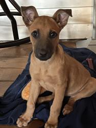 Found/Stray Female Dog last seen Sea Lane and San Pedro, San Antonio, TX 78248