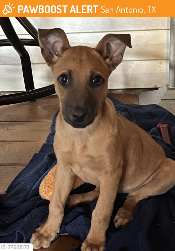 Found/Stray Female Dog last seen Sea Lane and San Pedro, San Antonio, TX 78248