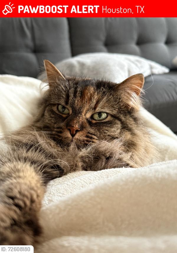 Lost Female Cat last seen Ella blvd & FM 1960 Rd W, Houston, TX 77090